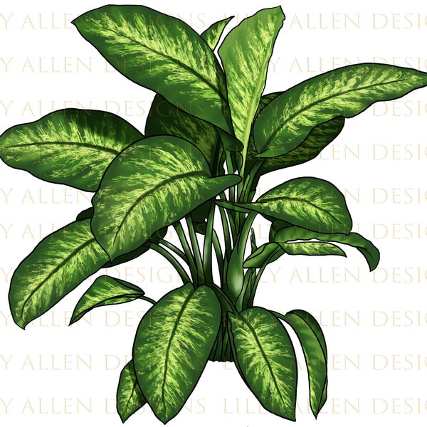 Dumb Cane Png Sublimation Design, Plantes d’intérieur Clipart, Verdure Png, Laisser Clipart, Plantes botaniques Png, Botanique Png Téléchargements