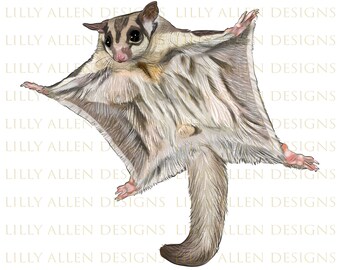 Sugar Glider Illustrations Png Digital Download, Sugar Glider Sublimation Png,Printable  Png Image For Wall Art,Decoration,Scrapbooks,Crafts