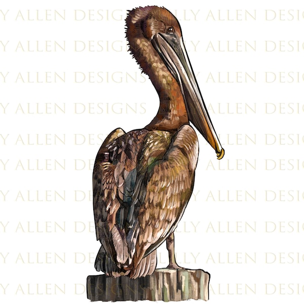 Eastern Brown Pelican Bird Png Sublimation Design, Eastern Brown Pelican Png, Bird Png, Bird Clipart, Hand Drawn Bird Png, Digital Download