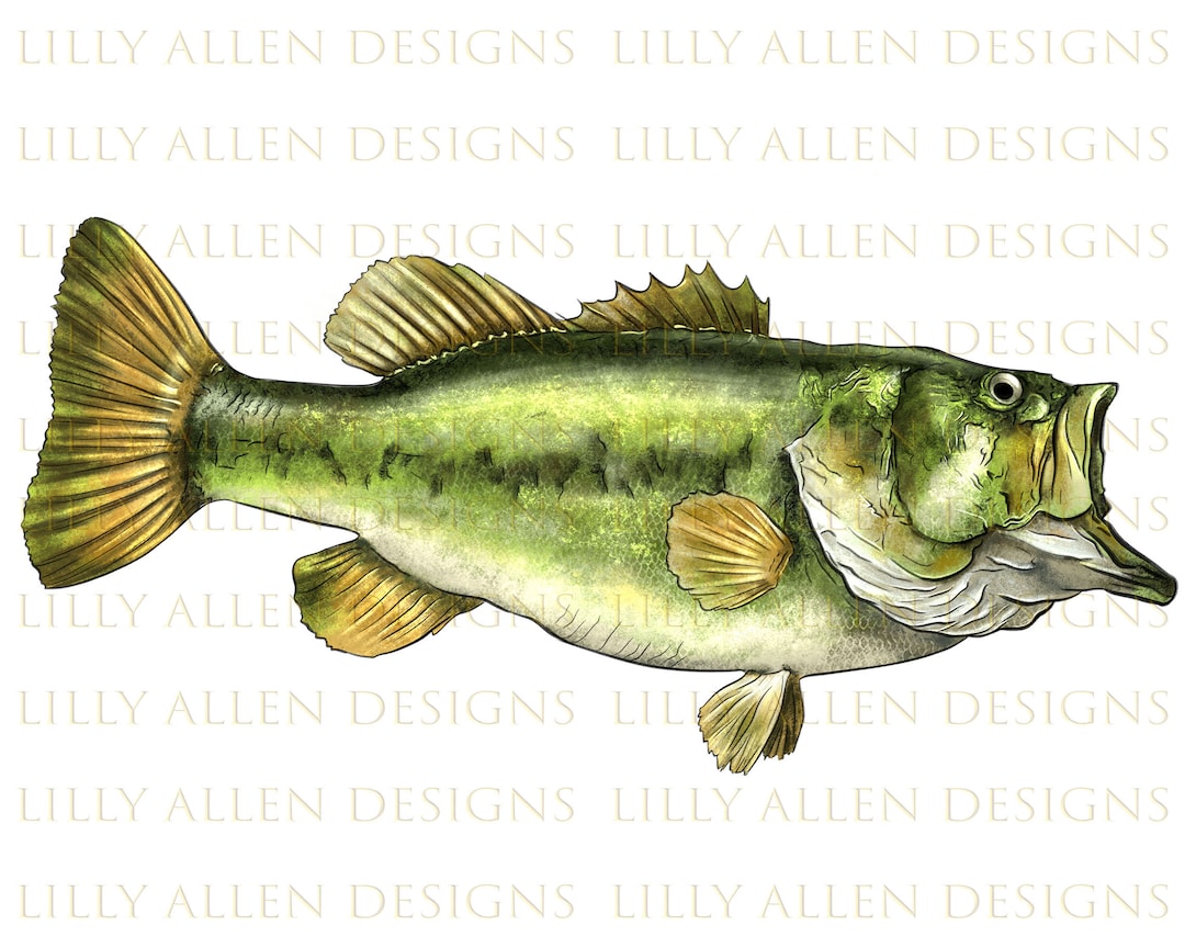 Spotted Bass Fish Illustrations Png Digital Download, Fish