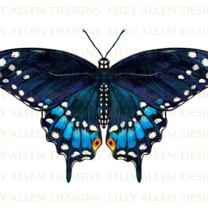 Boho Butterfly Wall Art Print Aesthetic Eastern Tiger Swallowtail Bug Wall  Decor Botanical Illustration Art