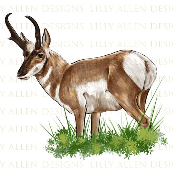 Pronghorn png sublimation design download, hand drawn Pronghorn png, animal png, Pronghorn design png, sublimate designs download