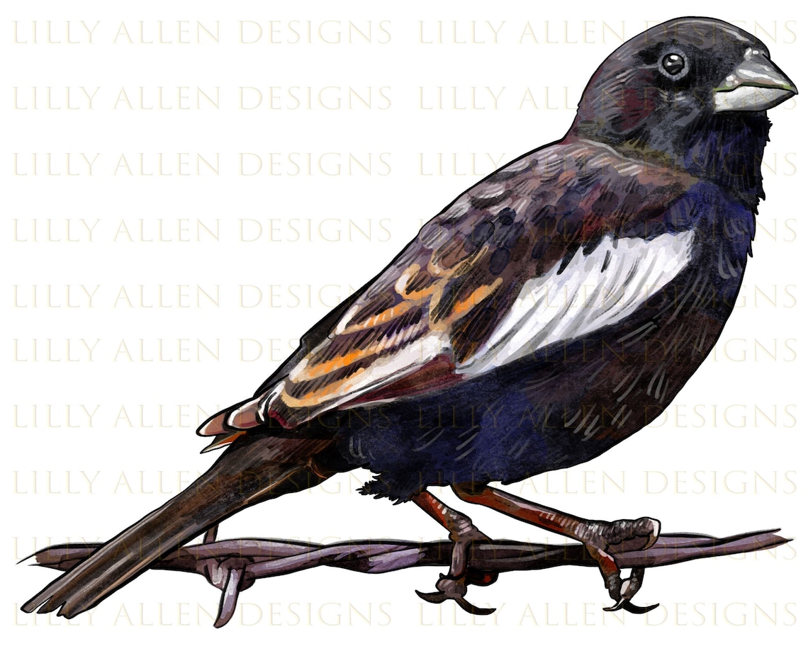 Lark Bunting Png Digital Download Bird Sublimation Png - Etsy