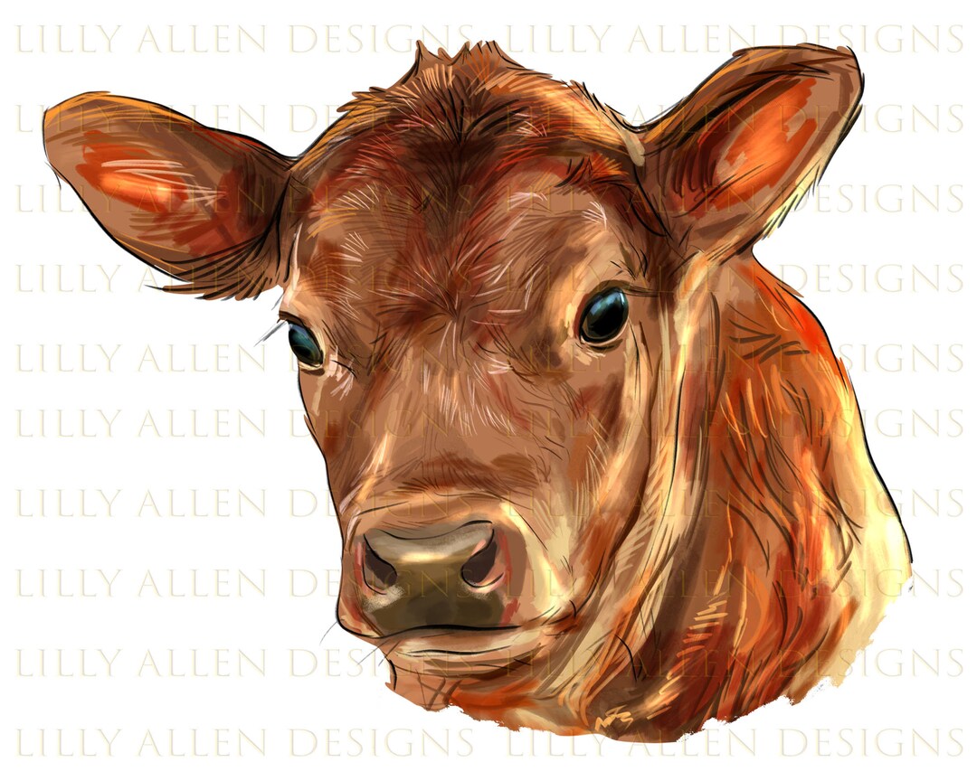 Red Angus Calf Face Png, Western Red Angus Cattle Png, Calf Png,calf