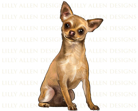 Chihuahua dog 2024