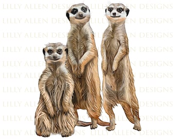 Meerkats Illustrations Png Digital Download, Meerkat Sublimation Png, Printable Meerkat Png Image For Wall Art, Decoration Design, Download