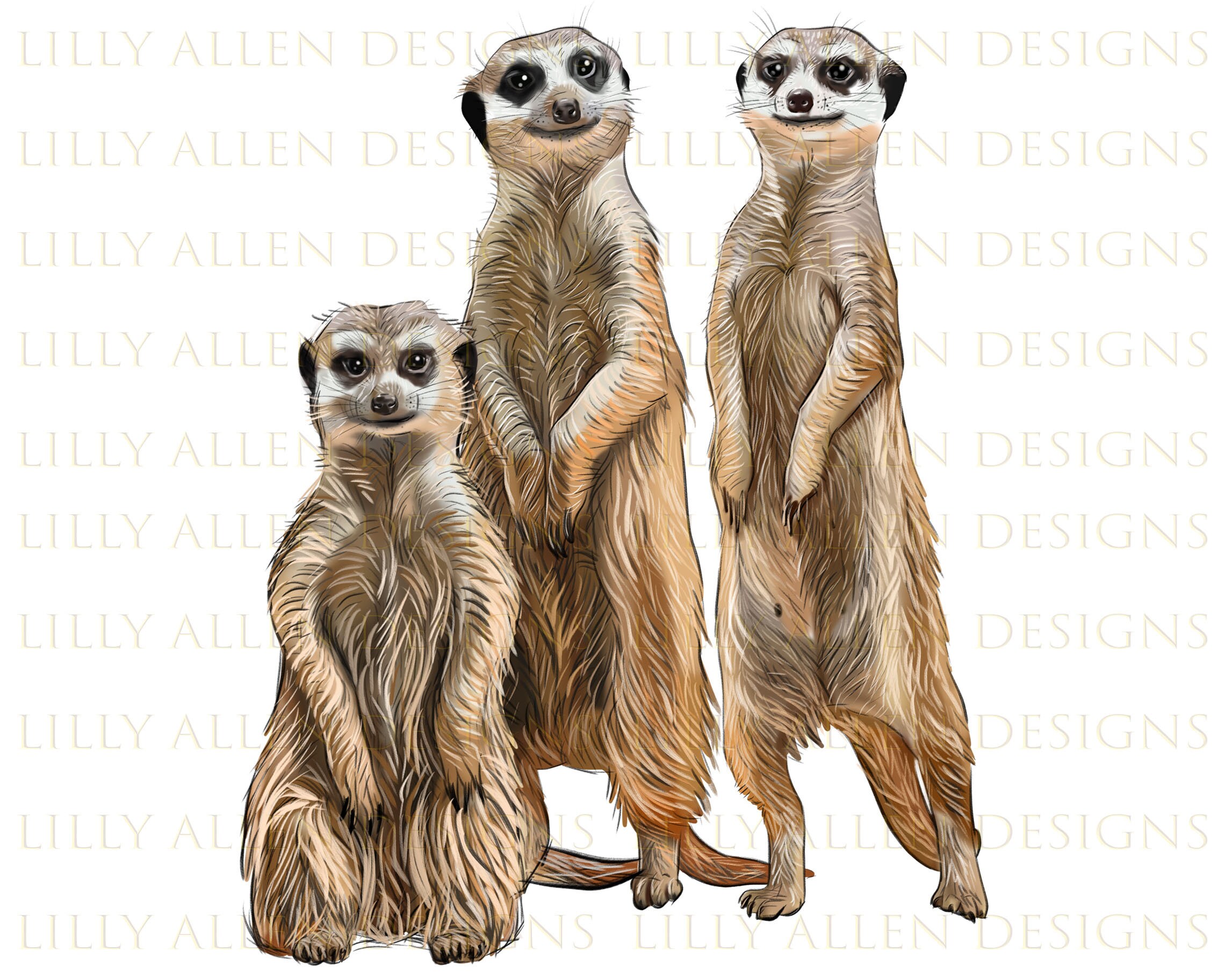 Original meerkat drawing, meerkat portrait, original fine art, colored pencil drawing, desert ...