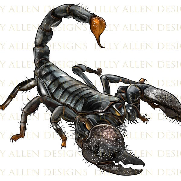 Scorpion Illustrations Png Digital Download, Printable Chinook Dog Png Image For Wall Art, Decoration, Scrapbooks, Crafts, Instant Download