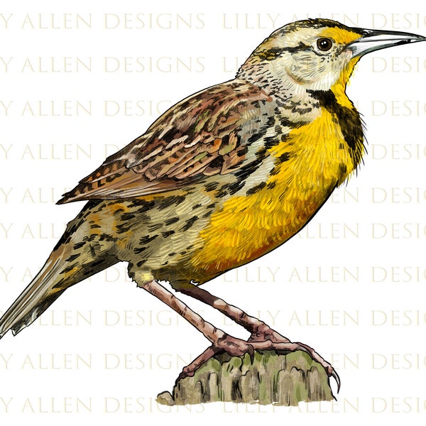 Western Meadowlark Png Digital Download, Bird Sublimation Png, Printable Western Meadowlark Png Image For Wall Art, Crafts, Download