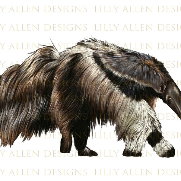 Anteaters Illustrations Png Digital Download, Anteaters Sublimation Png,Printable Anteaters Png Image For Wall Art,Decoration,Scrapbooks