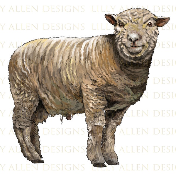 Southdown Sheep Png, Hand Drawn Southdown Ram Png, Sheep Png, Ram Png,Sheep Sublimation Design,Southdown Ram Png,Babydoll Sheep Png Download