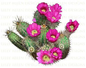 Strawberry Hedgehog Cactus Png, Cactus Png Sublimation Design, Hedge Cactus Png,Hand Drawn Cactus Png, Flower Png, Cactus Png Downloads