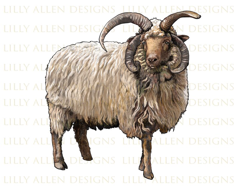 Navajo Churro Sheep Png, Hand Drawn Navajo Churro Png, Churro Sheep Png, Ram Png, Sheep Sublimation Design,Churro Ram Png, Digital Download image 1
