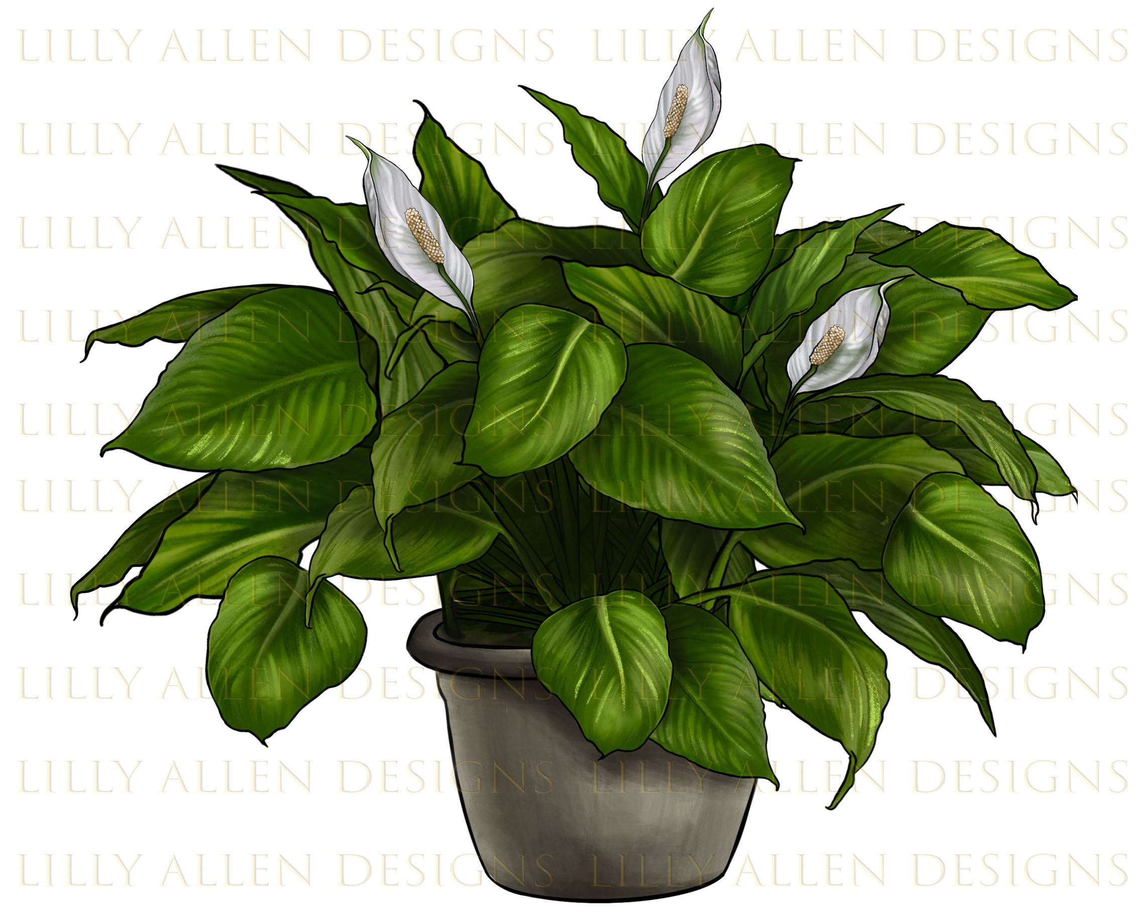 Peace lily  rWatercolor