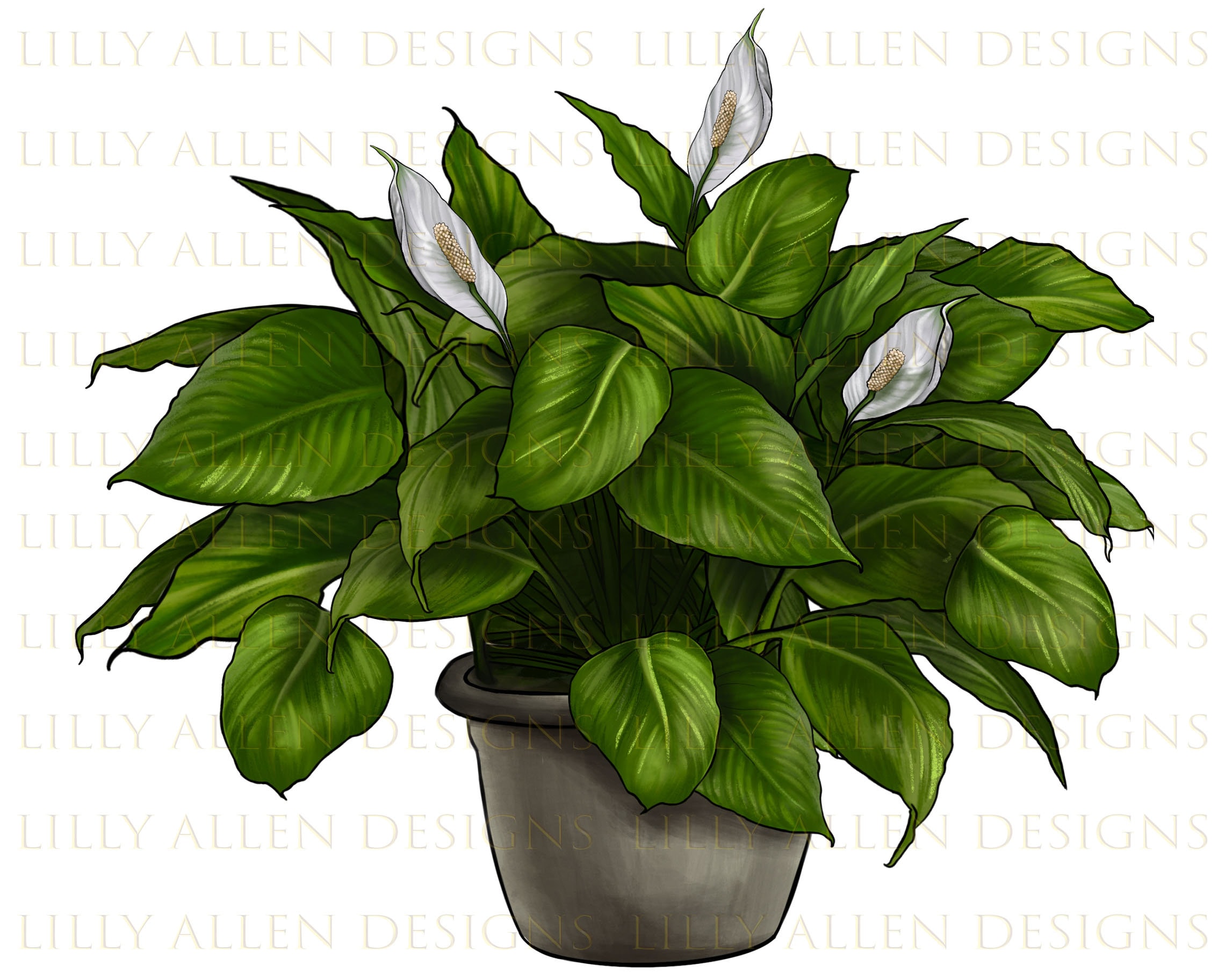 Update more than 71 peace lily sketch in.eteachers