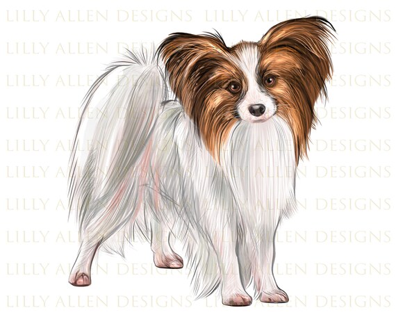 Papillon Dog Lllustrations Png Digital Download Dog Png - Etsy