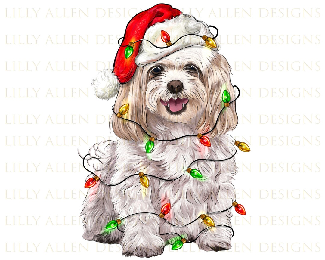 Christmas Maltese Dog Png Sublimation Design, Christmas Animal Png