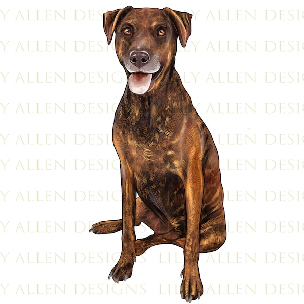 Plott Hound Dog Illustrations Png Digital Download, Dog Sublimation Png, Printable Dog Png Image For Wall Art,Decoration,Scrapbook,Crafts