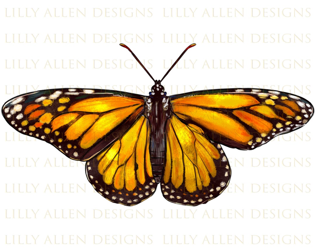 Monarch Butterfly Png Sublimation Design, Butterfly Png, Hand Drawn ...