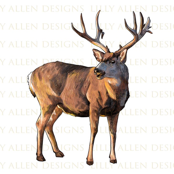 Mule Buck Deer Png Sublimation Design, Hand Drawn Deer Png, Mule Buck Deer Portrait Png, Deer Clipart Png Digital Downloads