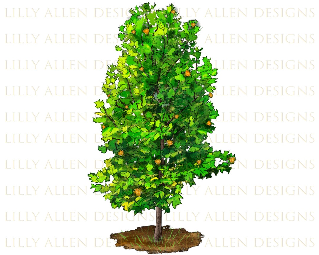 Tulip Poplar Tree Illustrations Png Digital Download, Ntulip Poplar Tree PNG Image for Wall Art