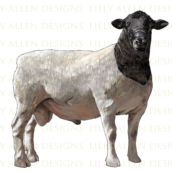Dorper Sheep Png, Hand Drawn Dorper Ram Png, Sheep Png, Ram Png,Sheep Sublimation Design, Dorper Ram Png, Ram Clipart, Digital Download