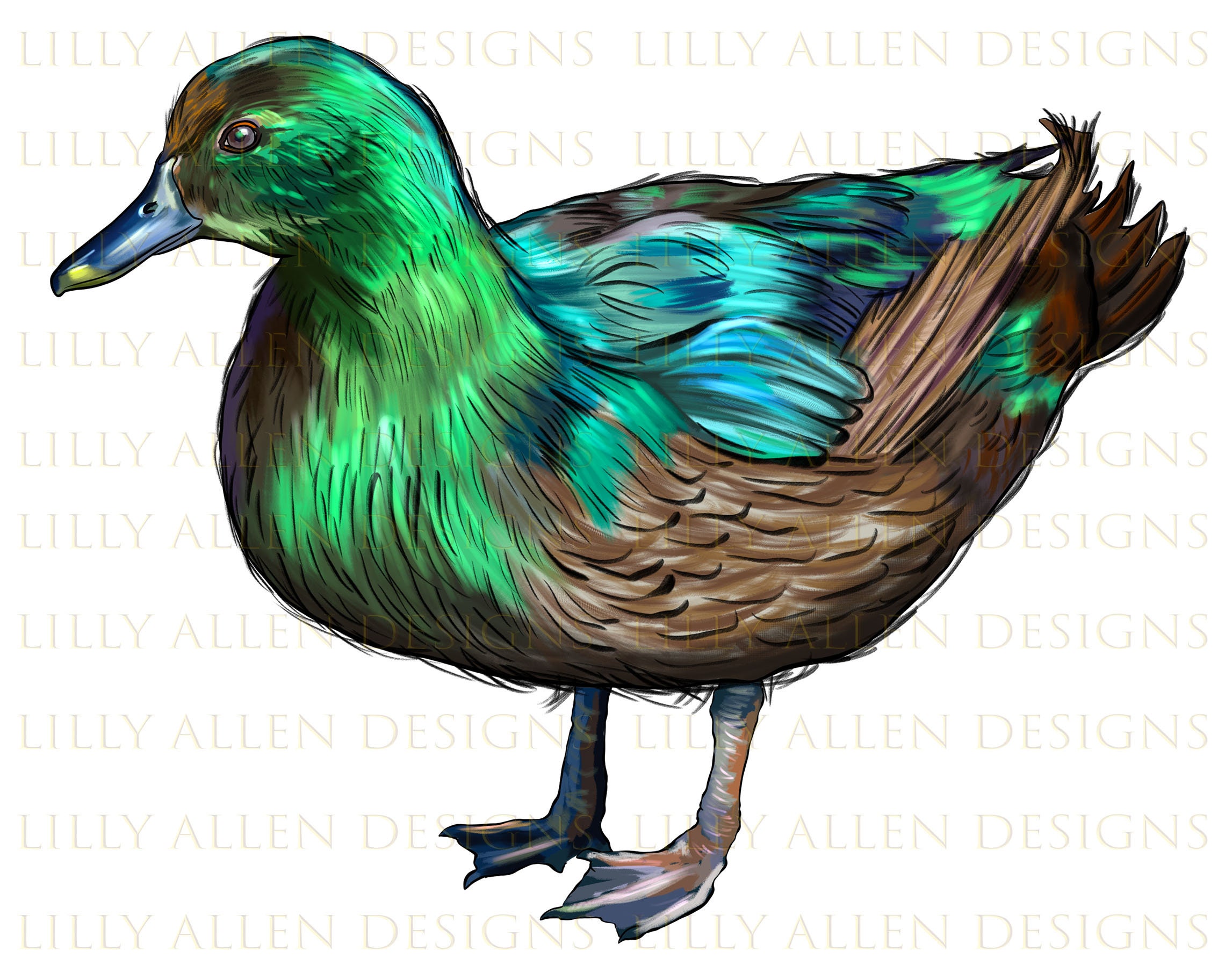Cayuga Duck