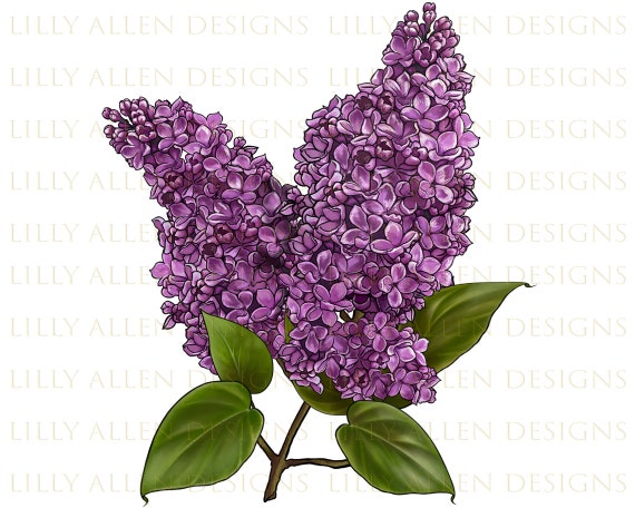 Illustrations de fleurs de lilas violet Png Téléchargement - Etsy France