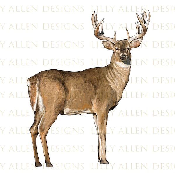 White Tailed Buck Deer Png, Buck Png Sublimation Design, Deer Png,Hand Drawn Deer Png,Barnyard Animals, Printable Deer Png, Digital Download