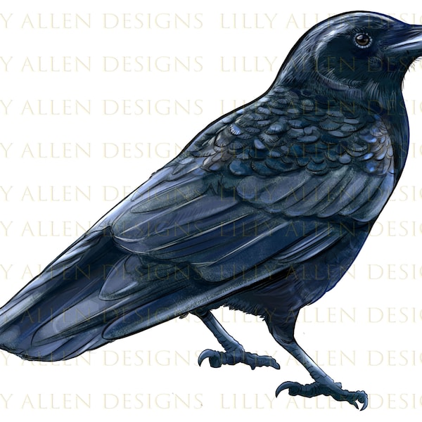 American Crow Png Sublimation Design, Hand Drawn Crow Png, Crow Png, Bird Png, American Crow Portrait Png, Animal Png Digital Downloads