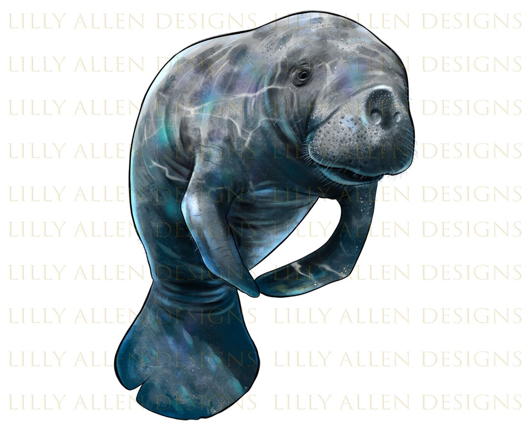 Manatee Illustrations Png Digital Download, Manatee Sublimation Png ...