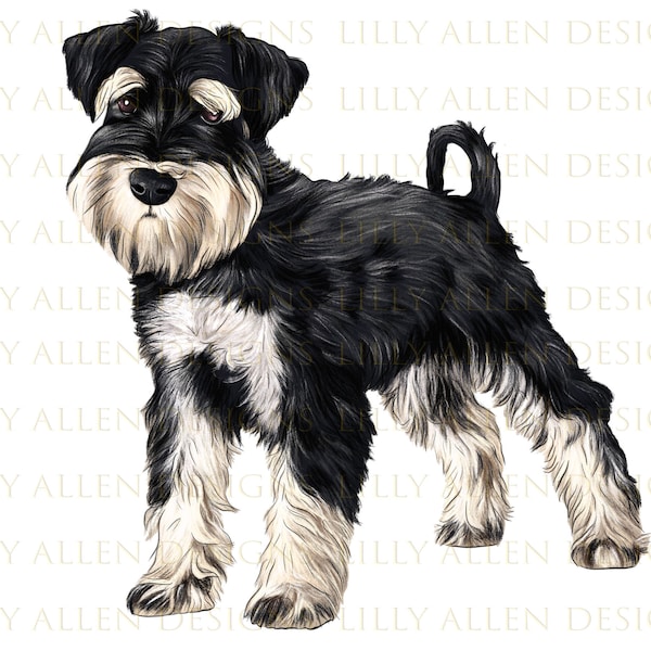 Miniature Schnauzer Dog Illustrations Png Digital Download,Dog Png,Printable Schnauzer Dog Png Image For Wall Art,Decoration,Scrapbook