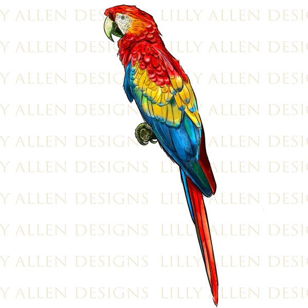 Scarlet Macaw Parrot Png Sublimation Design, Hand Drawn Parrot Png, Parrot Png, Bird Png, Parrot Portrait Png, Animal Png Digital Downloads