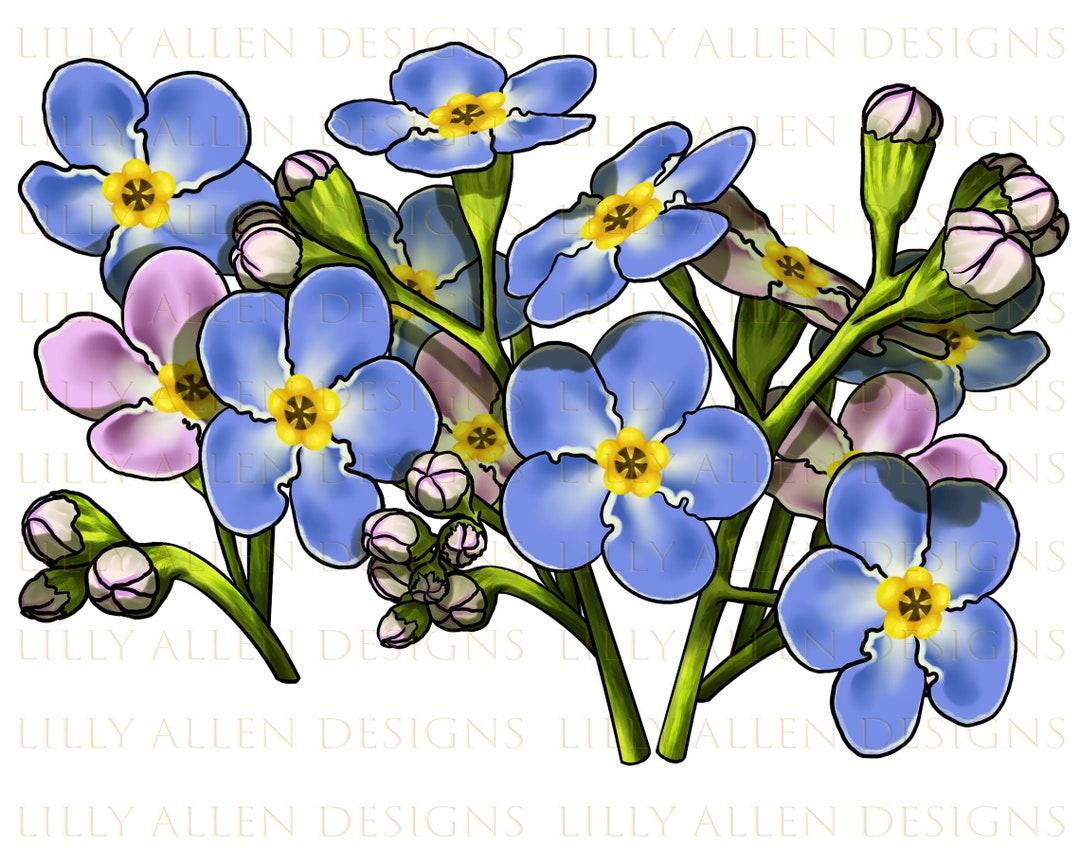 Forget Me Not Flower Illustrations Png Digital Download,flower ...