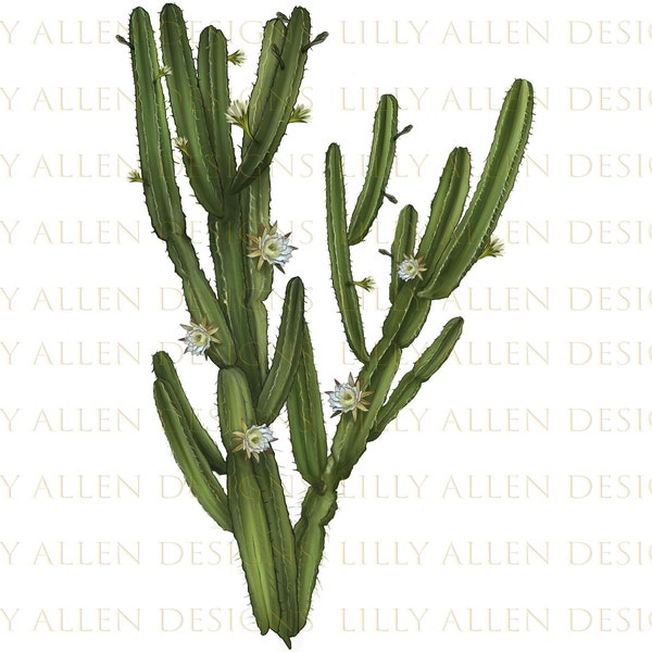 Cereus Jamacaru Cactus Png, Cactus Png Sublimation Design, Jamacaru Cactus Png, Hand Drawn Cactus Png, Flower Png, Jamacaru Png, Downloads