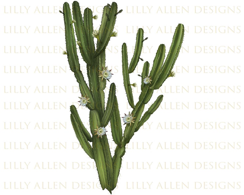 Cereus Jamacaru Cactus Png, Cactus Png Sublimation Design, Jamacaru Cactus Png, Hand Drawn Cactus Png, Flower Png, Jamacaru Png, Downloads image 1