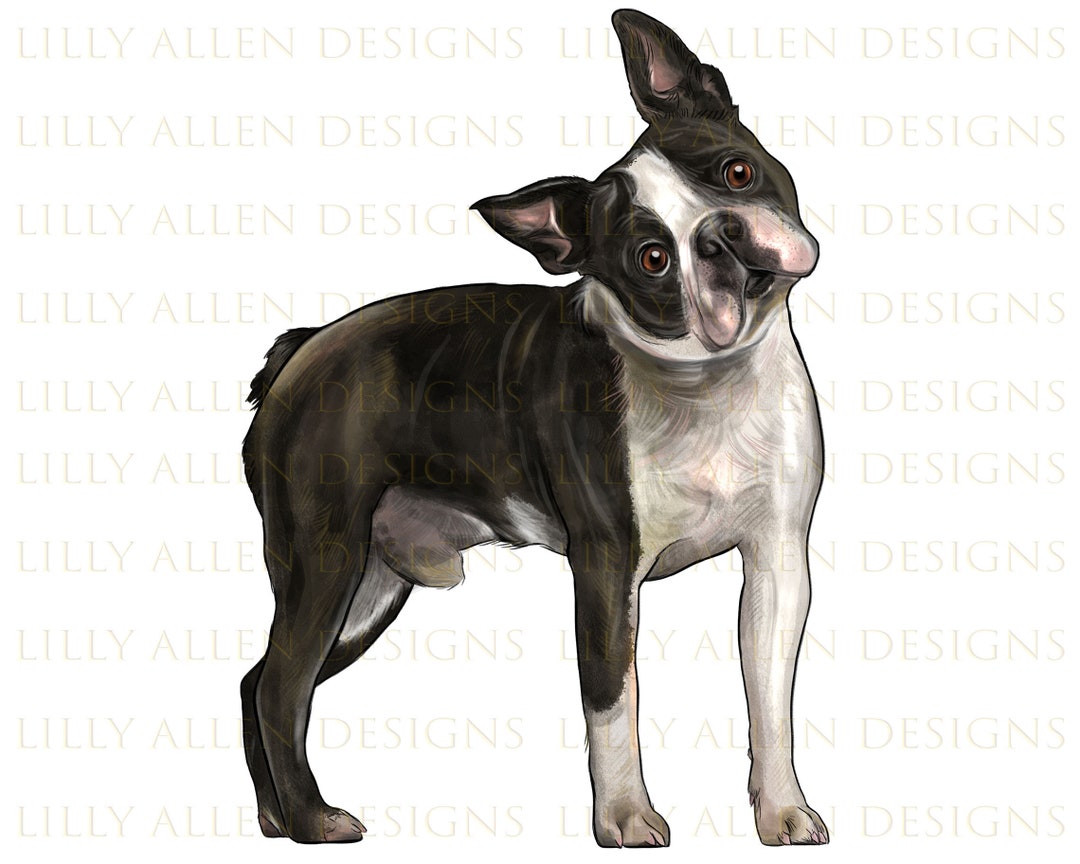 Boston Terrier Illustrations Png Digital Download, Dog Png, Printable ...