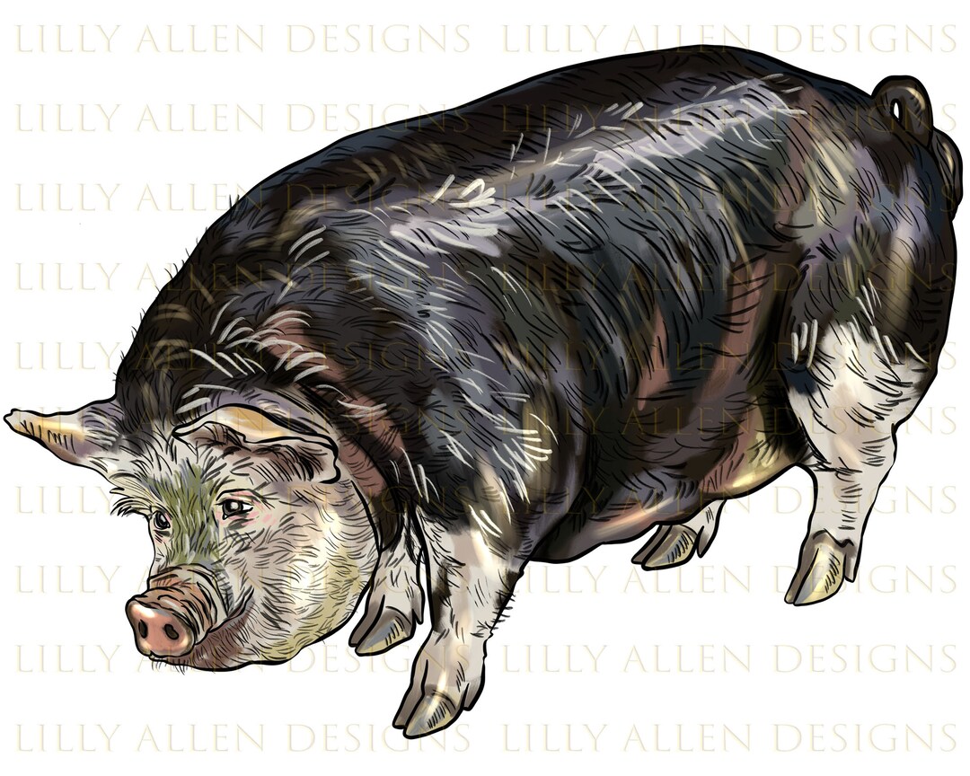 Poland China Pig Png, Pig Png Sublimation Design, Pig Png, Hand Drawn