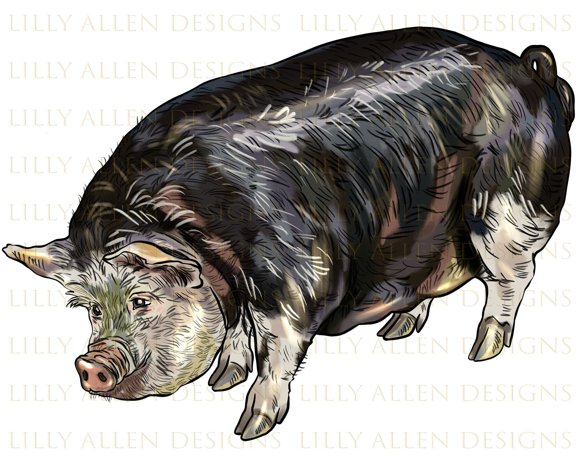 Poland China Pig Png Pig Png Sublimation Design Pig Png Etsy