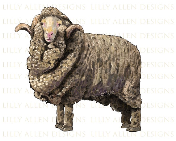 Merino Wool Sheep Png Hand Drawn Merino Ram Png Merino Sheep - Etsy Merino Wool Sheep Png Hand Drawn Merino Ram Png Merino Sheep - Etsy