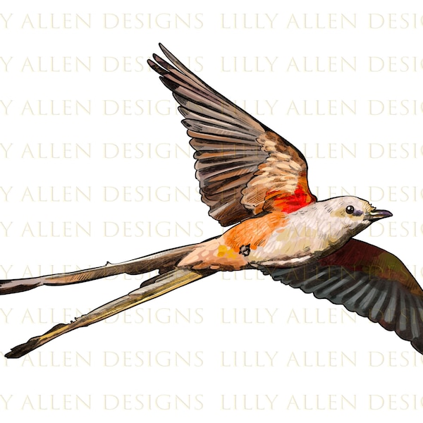 Scissor Tailed Flycatcher Bird Png Sublimation Design, Scissor Tailed Bird Png, Bird Png, Bird Clipart, Hand Drawn Bird Png,Digital Download