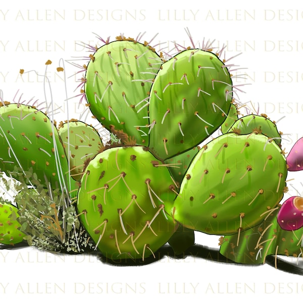 Desert Prickly Pear Cactus Png, Cactus Png Sublimation Design, Prickly Pear Cactus Png,Hand Drawn Cactus Png, Flower Png,Cactus Png Download