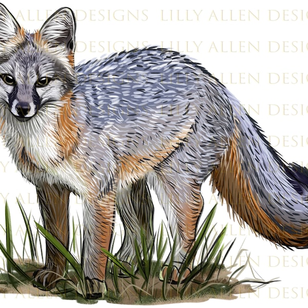 Gray Fox Illustrations Png Digital Download, Gray Fox Sublimation Png,Gray Fox Clipart,Printable Gray Fox Png Image For Wall Art,Decoration
