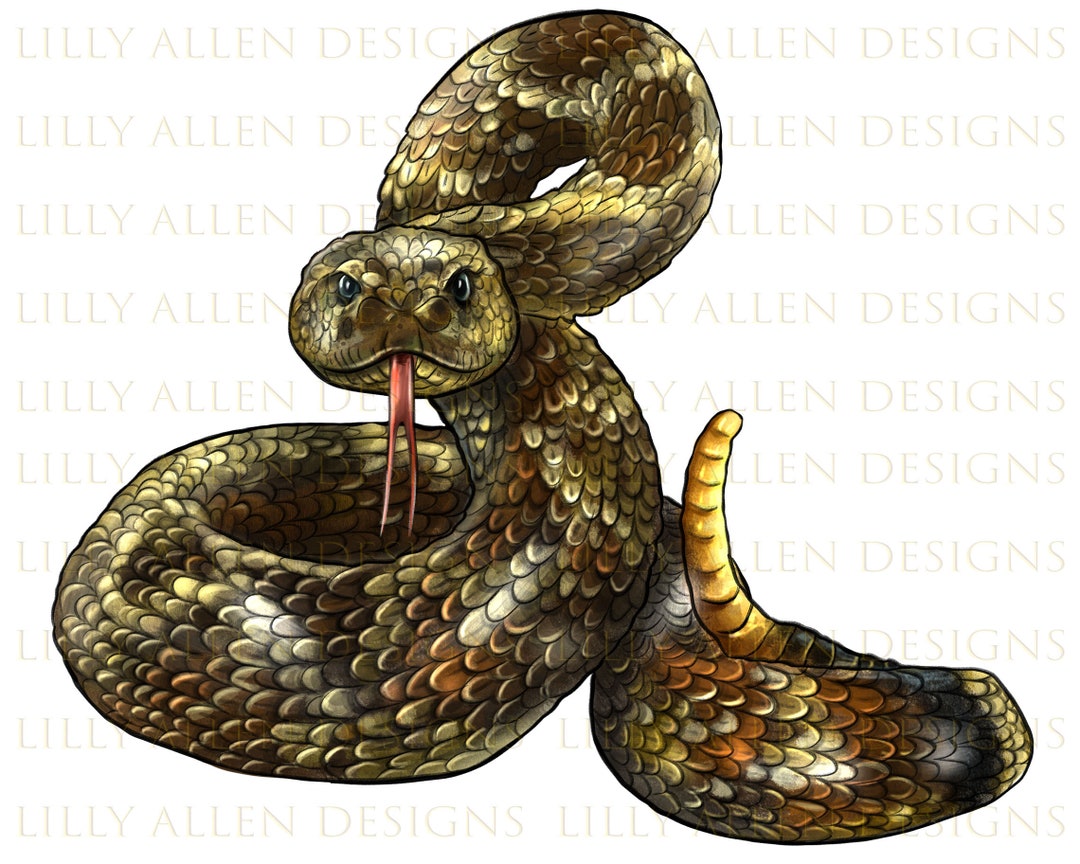 Rattle Snake Illustrations Png Digital Download, Snake Sublimation Png ...