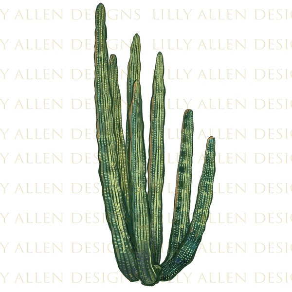 Organ Pipe Cactus Png, Cactus Png Sublimation Design, Organ Pipe Cactus Png, Hand Drawn Cactus Png, Flower Png, Organ Pipe Png, Downloads