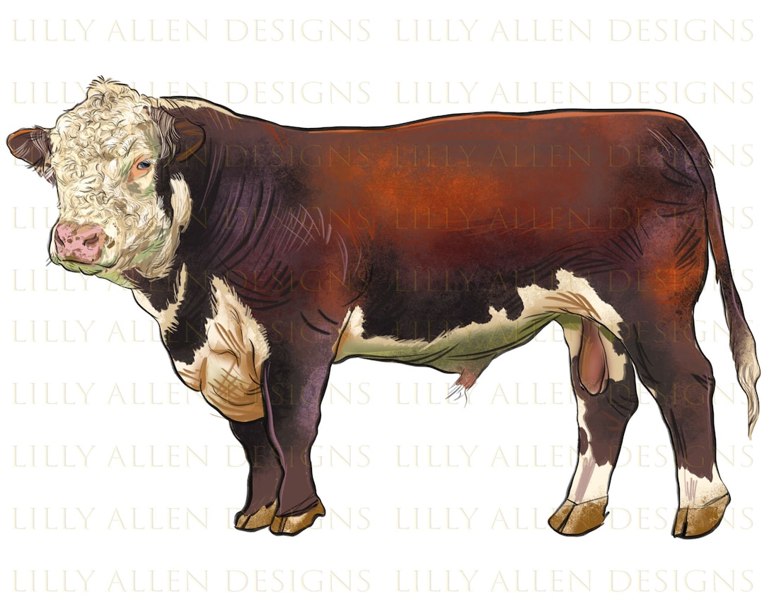 Hereford Bull Png, Western Hereford Bull Png, Hereford Cattle Png, Bull ...