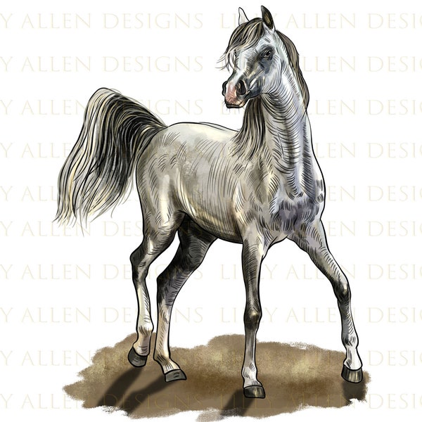 Arabian Horse Png, Horse Clipart, Horse Png Sublimation Design, Hand Drawn Arabian Horse Png, Arabian Horse Png, Digital Download