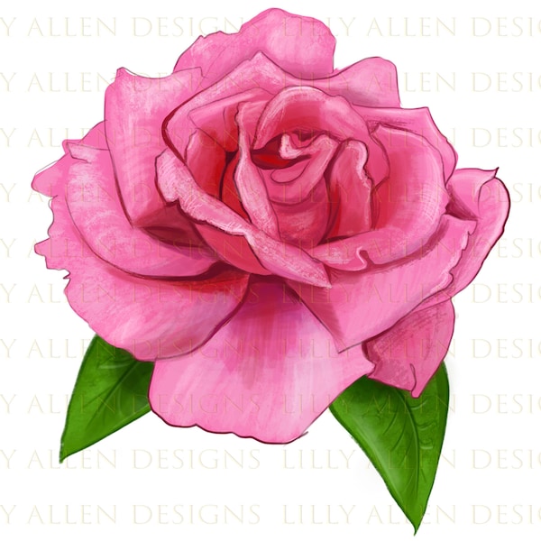 Perfume Delight Rose Png, Hybrid Tea Rose Png, Rose Png Sublimation Design,Hand Drawn Rose Png,Pink Rose Png,Rose Clipart,Rose Png Downloads