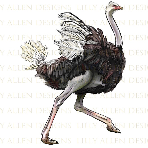 Ostrich Illustrations Png Digital Download, Ostrich Sublimation Png, Printable Ostrich Png Image For Wall Art,Decoration,Craft,Scrapbook