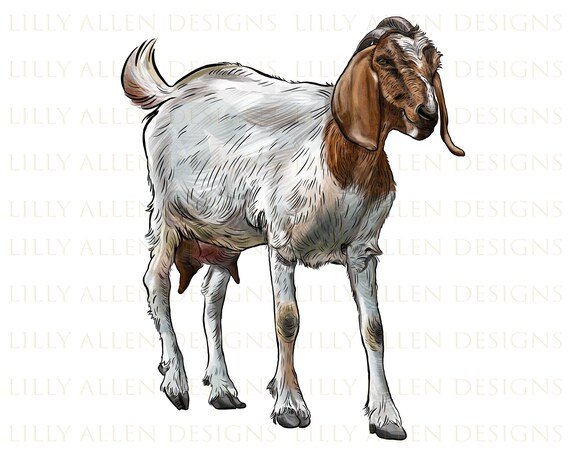 Boer Goat Png Goat Png Sublimation Design Goat Png Hand | Etsy